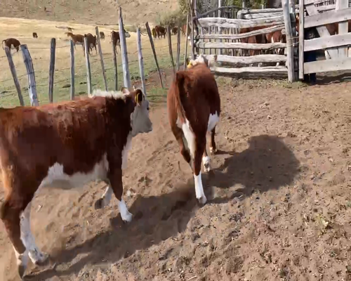 Lote 19 Ternera en XI Región Aysén, Coyhaique