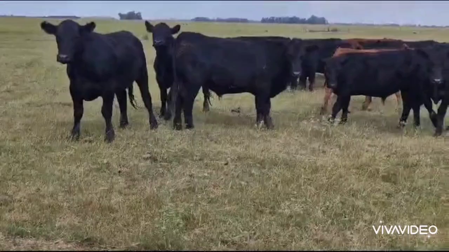 Lote 45 Novillitos en Tapalqué, Buenos Aires