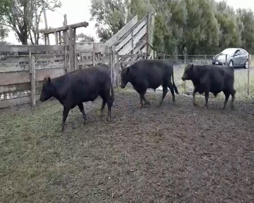 Lote 33 Novillitos en Gral. Lamadrid, Buenos Aires