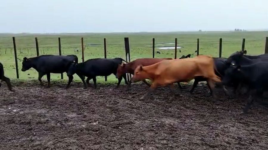 Lote 72 Vientres preñados en Rivera