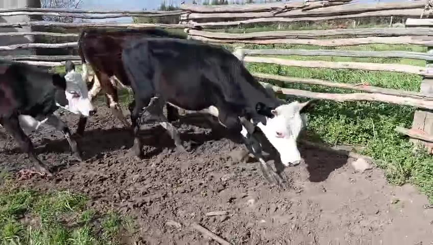 Lote 3 Terneros a remate en Pantalla Camy 170kg - , San José