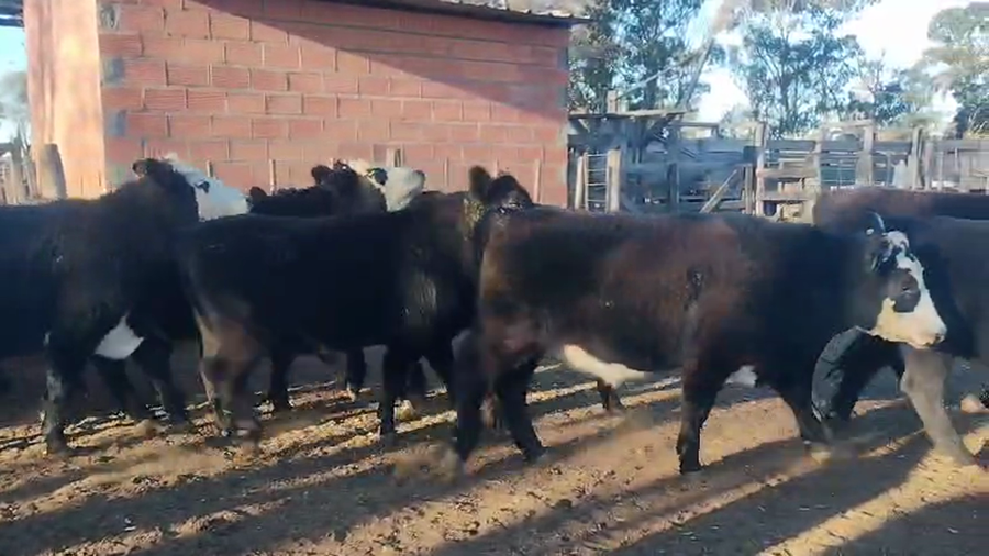 Lote 70 Novillitos en Buenos Aires, Carhue