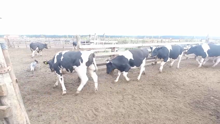 Lote 20 Novillo Gordo en Cabrero, VIII Región Biobío