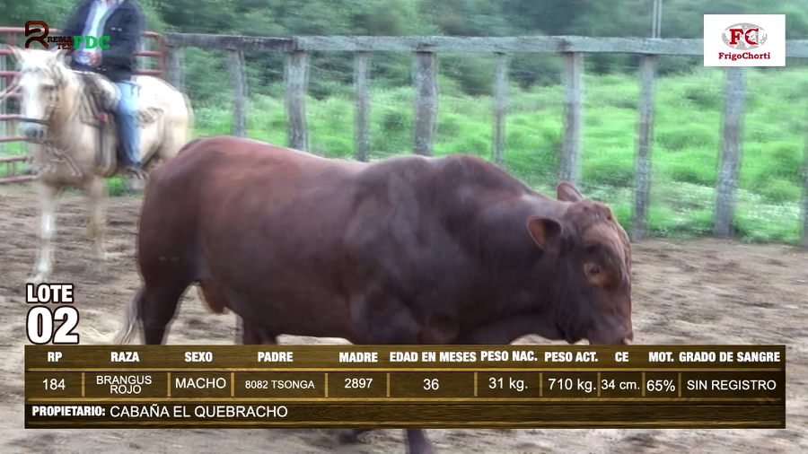 Lote TORO - BRANGUS ROJO