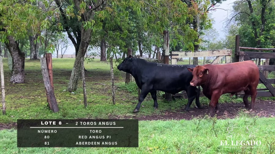 Lote Toros Angus
