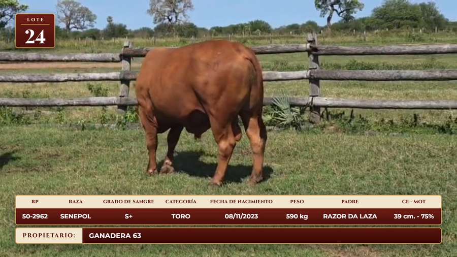 Lote LOTE 24