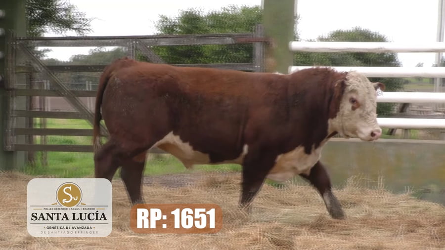 Lote Hereford