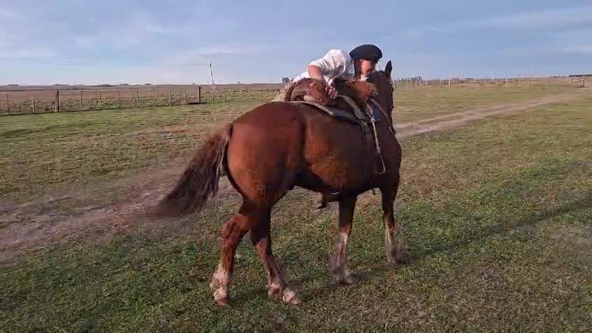 Lote CABALLO