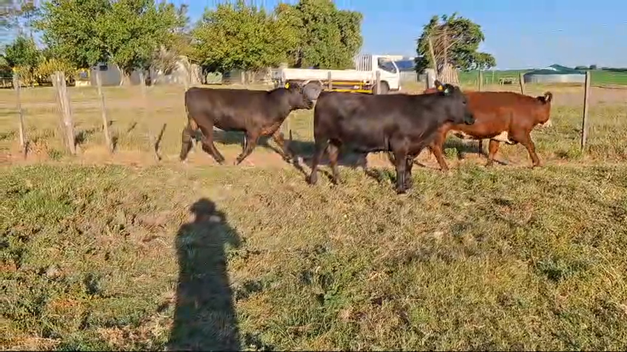 Lote Novillos 1 a 2 años