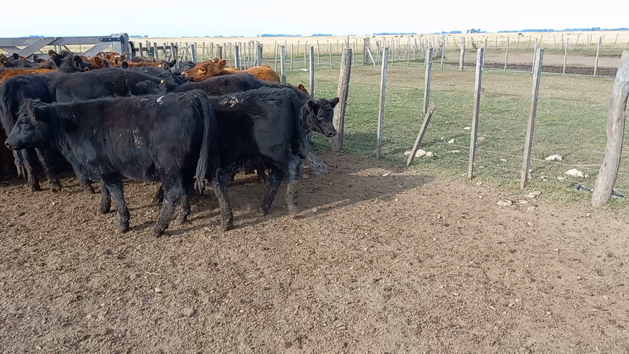 Lote 100 Terneras en arboledas, Buenos Aires