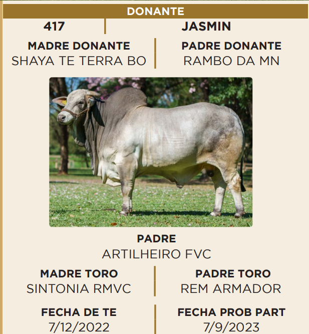 Lote LOTE 41