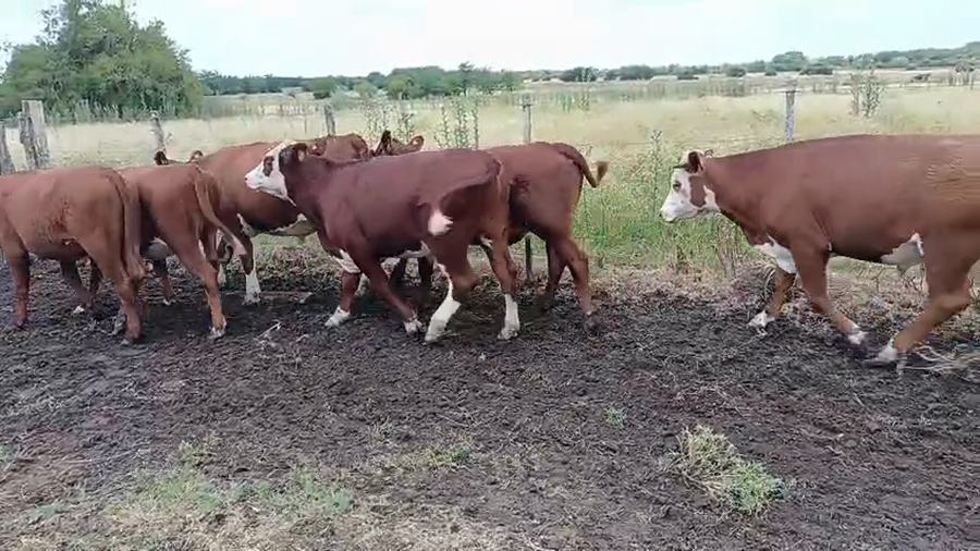 Lote 3 Vaquillonas y 6 novillos