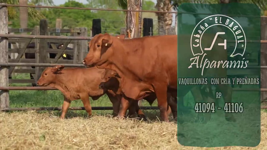 Lote Vaquillona con cría