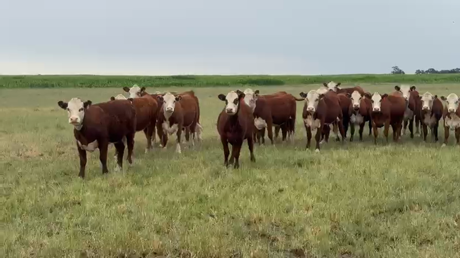 Lote 19 Vaquillonas preñadas