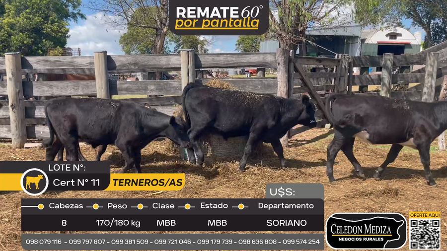 Lote 8 Terneros y Terneras en Agraciada, Soriano