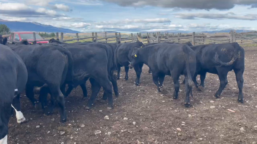 Lote 50 Novillo Engorda en Coyhaique, XI Región Aysén