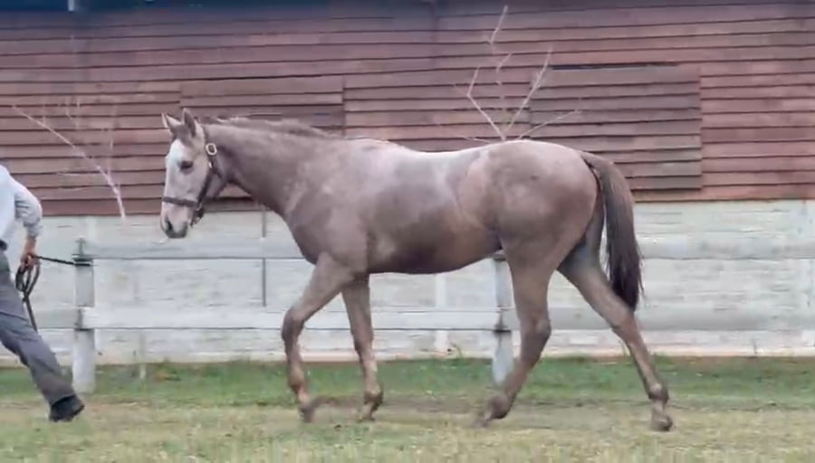 Lote JUDIMEYER