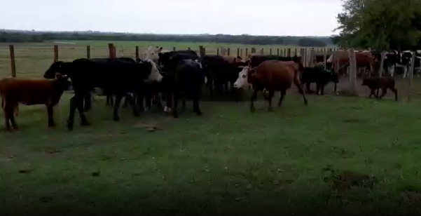 Lote 22 Piezas de cría en San José