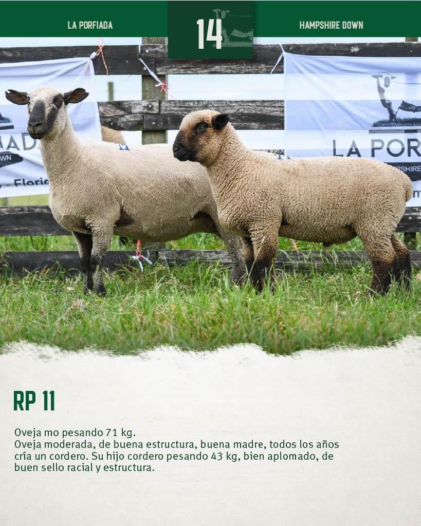 Lote Ovejas a remate en 4º Genetica Productiva, Florida