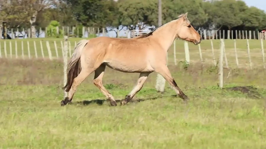 Lote Genoveva 390