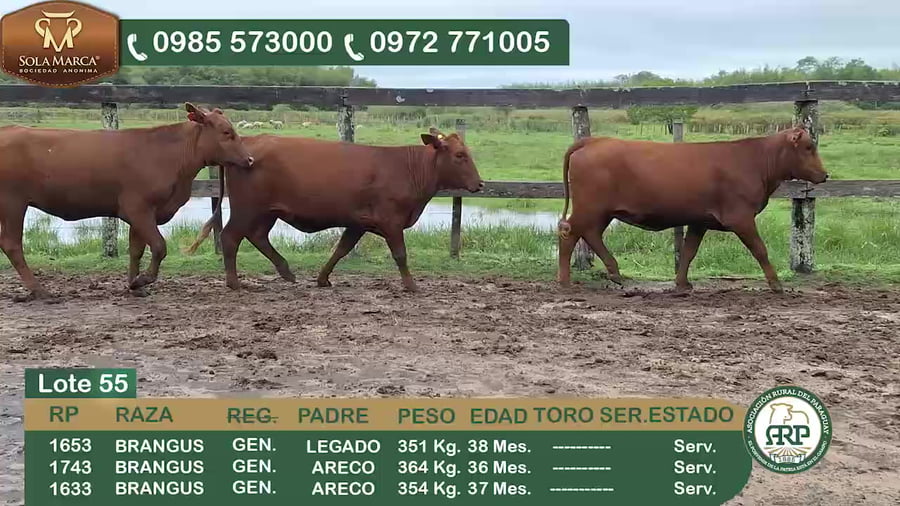 Lote 3 Hembras BRANGUS a remate en 34º Feria especial de reproductores e invernada, Ñeembucú