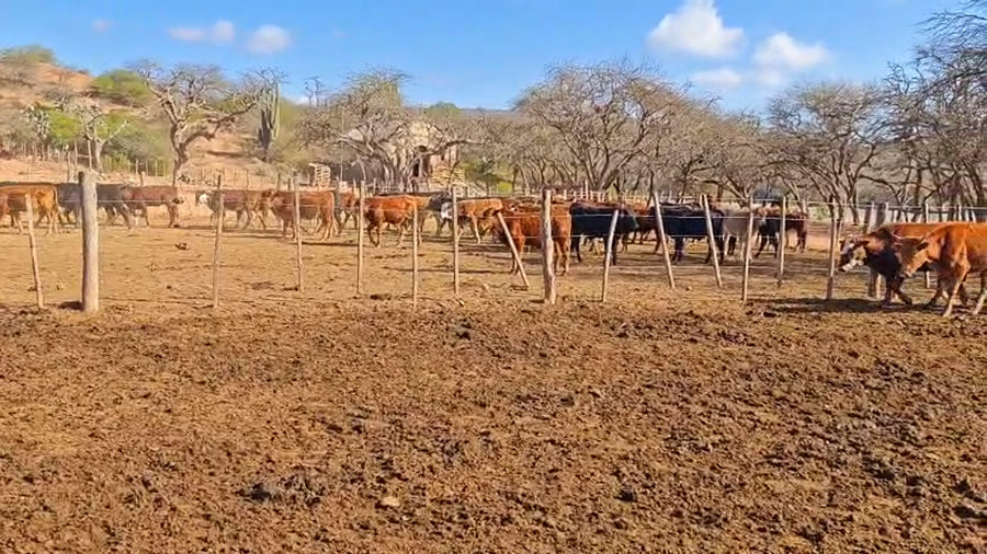 Lote 50 Vaquillonas