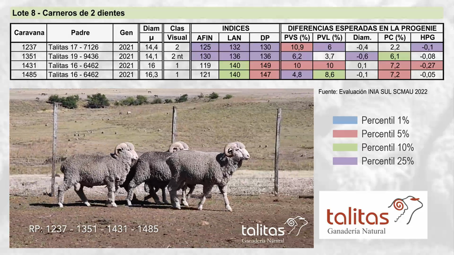 Lote Lote 8 - TALITAS