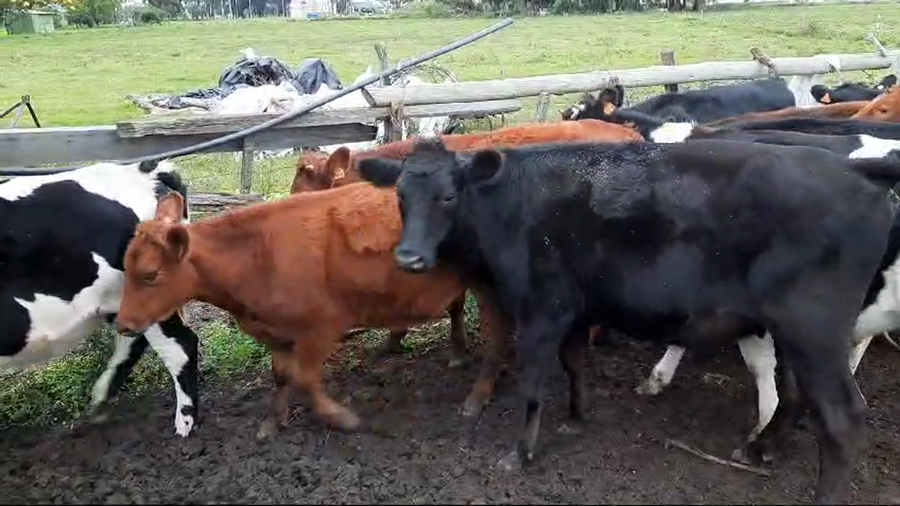 Lote (Vendido)13 Novillos 1 a 2 años Cruzas Angus,  Limousin,  normando,  holando a remate en 10º Subasta - CAB  340kg -  en Paraje Juan Gonzales