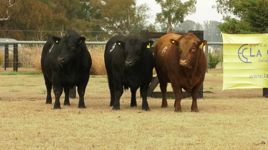 Lote TOROS ANGUS PUROS CONTROLADOS