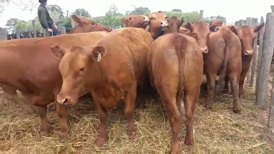 Lote "Corral 194 Vaq. Angus MAS y Generales Preñadas ""HARAS DE LA QUEBRADA"""