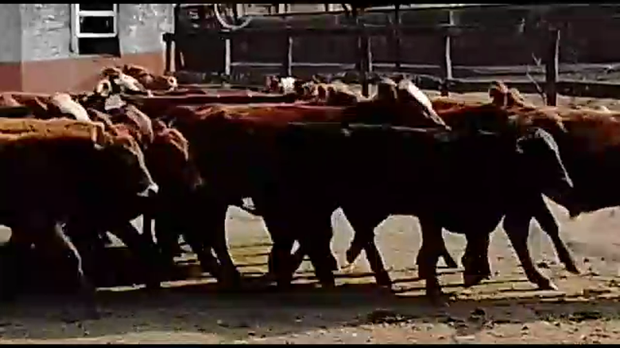 Lote 230 Terneros en Resistencia, Chaco