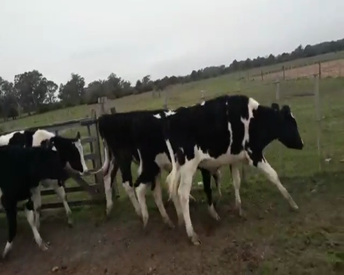 Lote 11 Novillos en Canelones