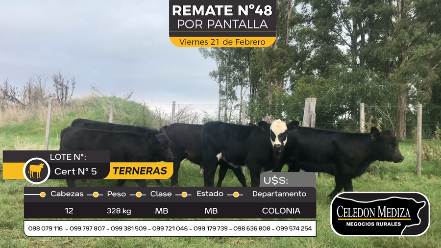 Lote 12 Terneras en Riachuelo, Colonia