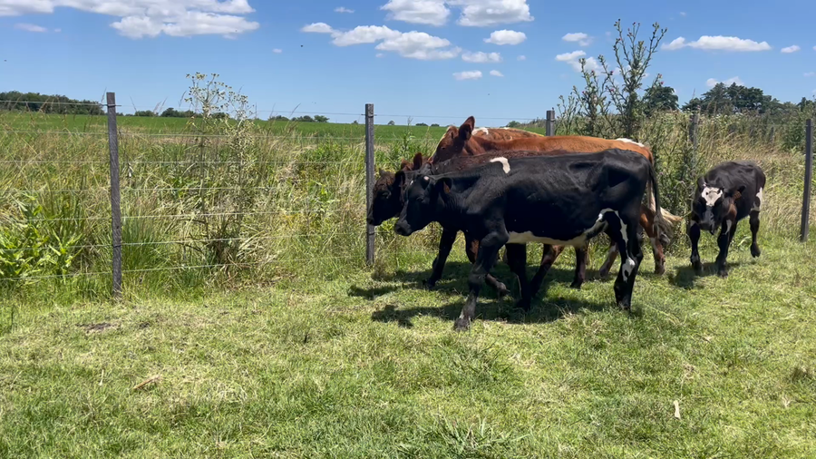 Lote TERNEROS Y TERNERAS