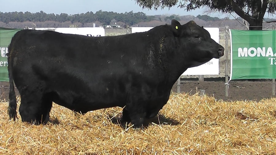 Lote TOROS PUROS POR CRUZA