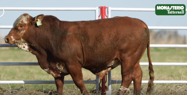 Lote TOROS GENERALES, CONTROLADOS Y REGISTRADOS