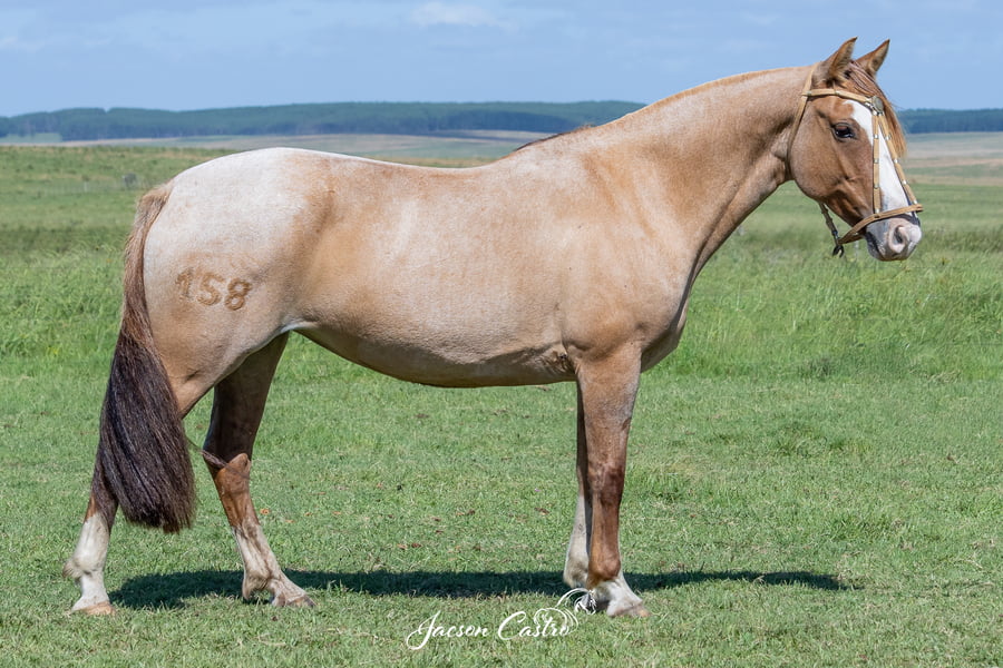 Lote Luna Llena De Los Recuerdos