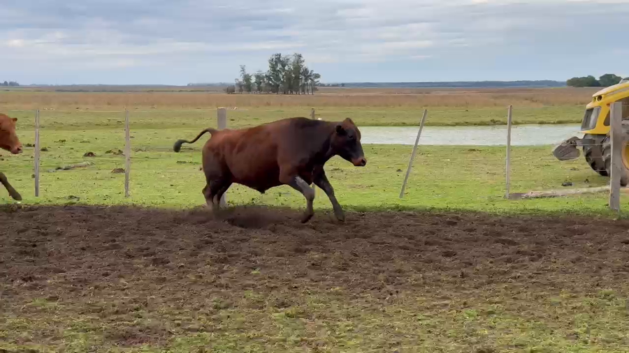 Lote 100 Novillos en Corrientes, Paso de Los Libres