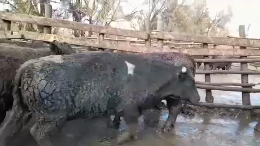 Lote 45 Novillo Gordo en Linares, VII  Región Maule