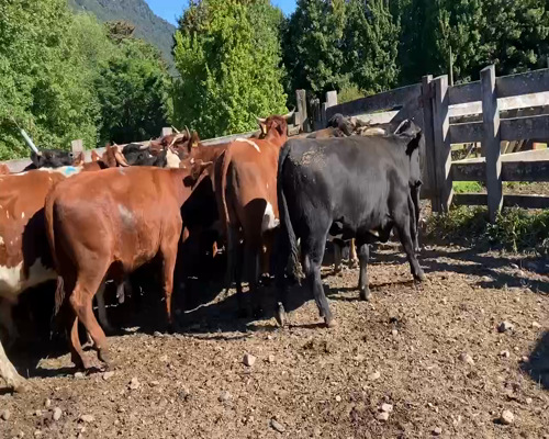 Lote 25 Novillo Engorda en Aysén, XI Región Aysén