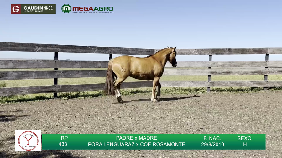 Lote MARCHERITA RETOBADA