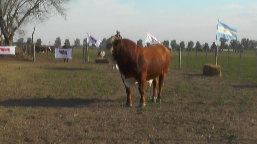 Lote TORO BRAFORD