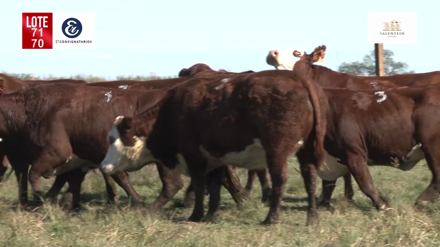 Lote Vacas Braford Generales-S´16/17/18 Parición Octubre/Noviembre 2022