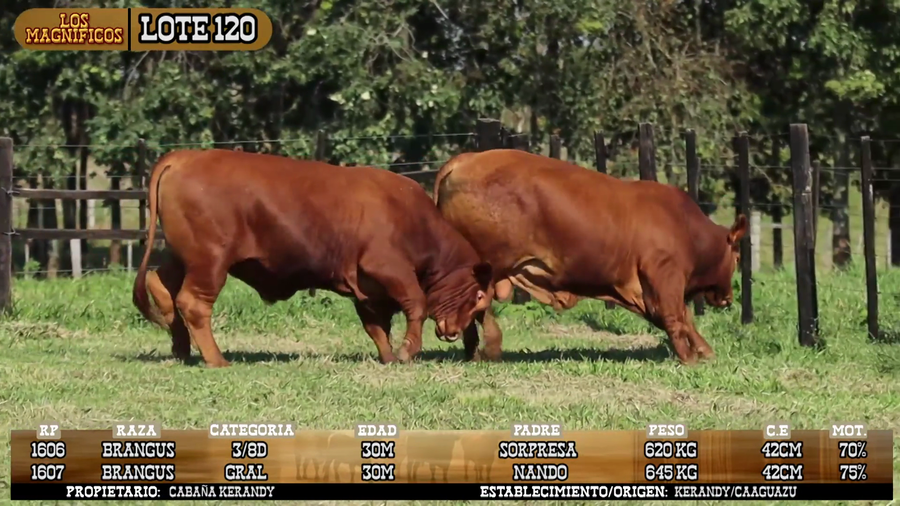 Lote LOTE 120