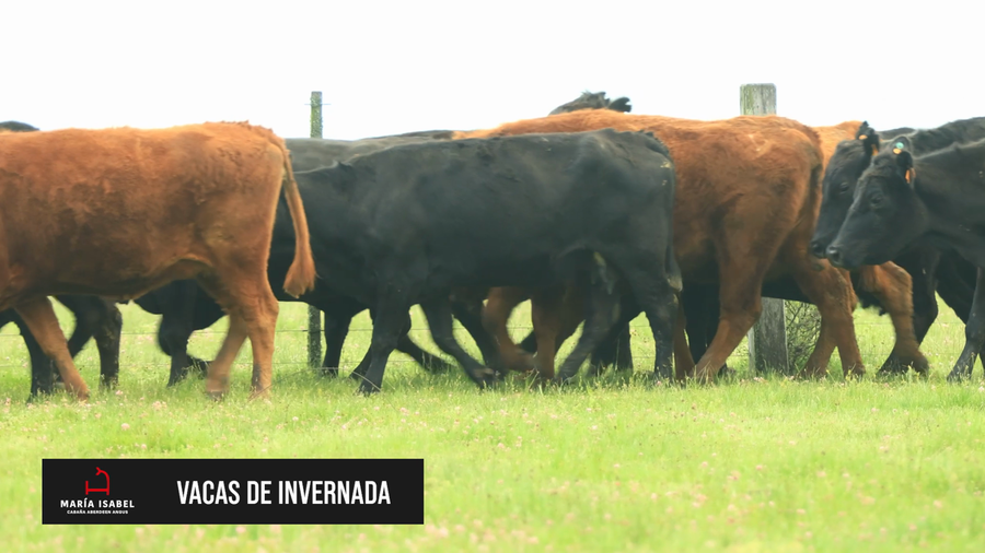 Lote Vacas de Invernada