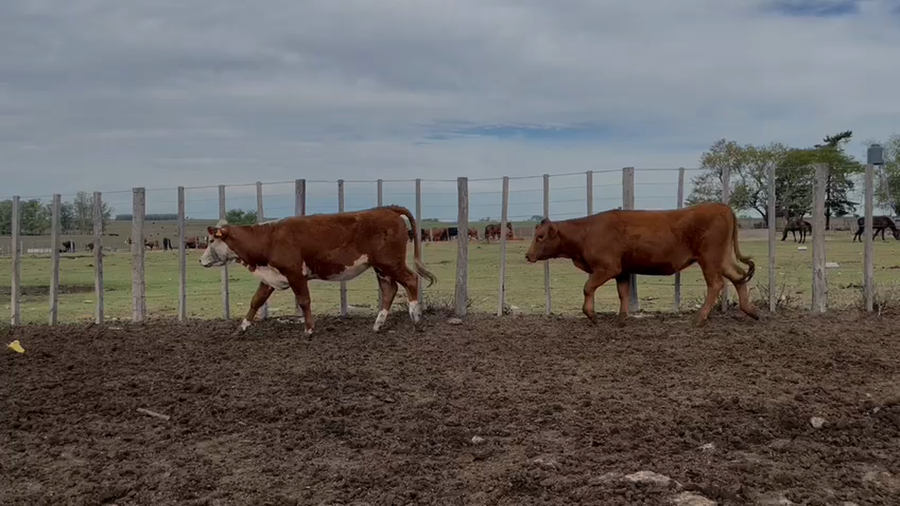 Lote VAQUILLONAS 1 a 2 AÑOS