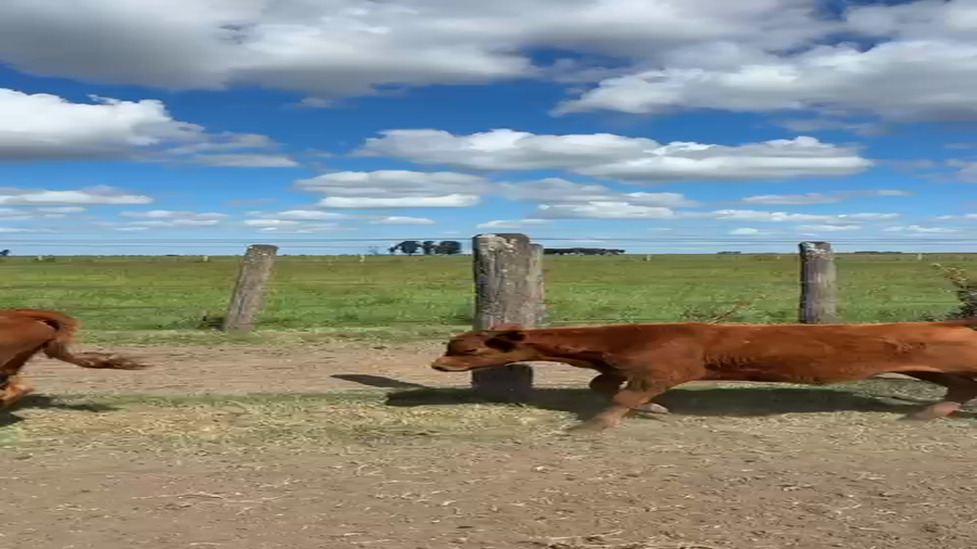 Lote 100 Terneros/as en Santa Anita -  Entre Rios