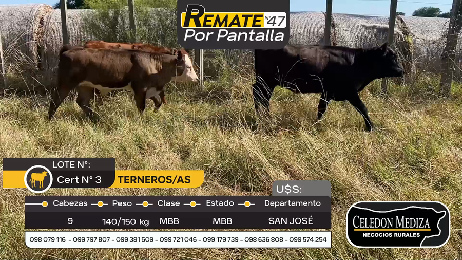 Lote 9 Terneros y Terneras en Otra Localidad, San José