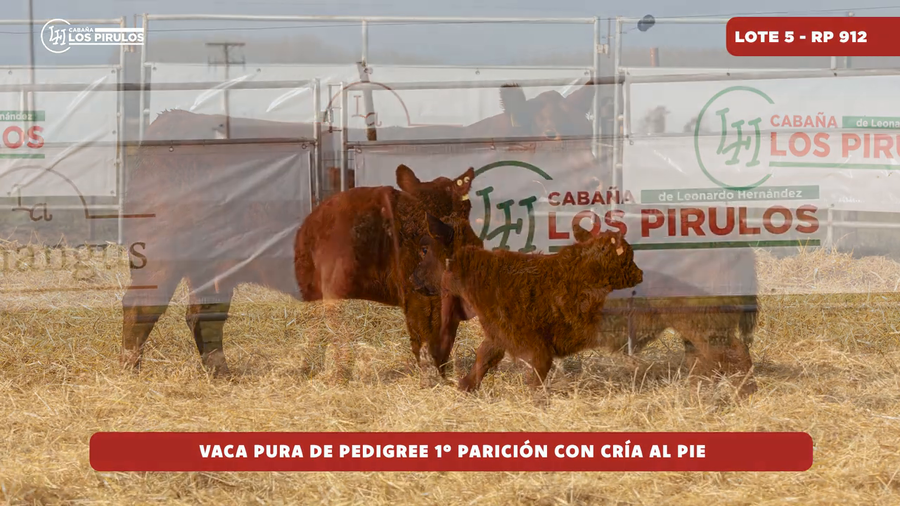 Lote VACA PURA DE PEDIGREE - 3 años - 1ra parición - con cría al pie
