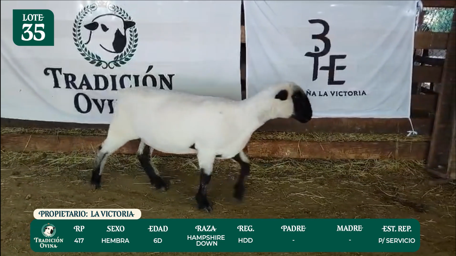 Lote LOTE 35